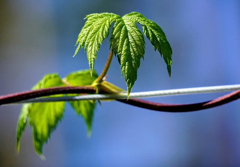 Greenery Close-up